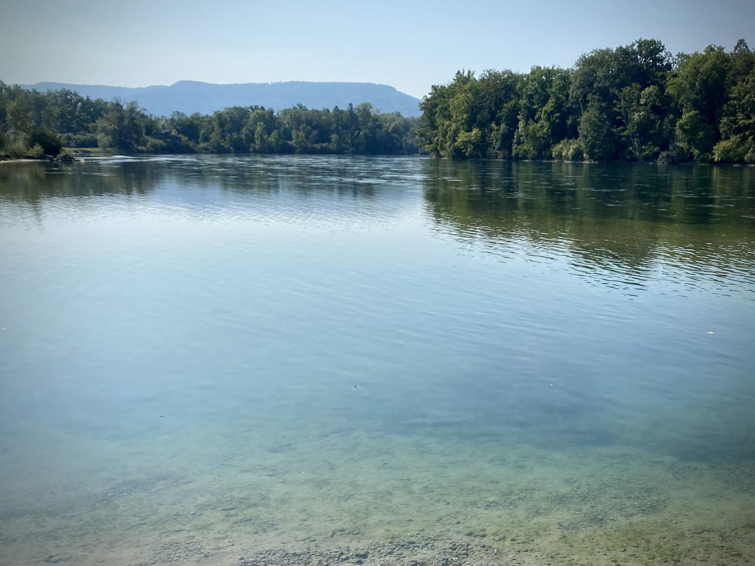 Klares Wasser im Rhein bei Ellikon, im Hintergrund Auenwald und Hügel